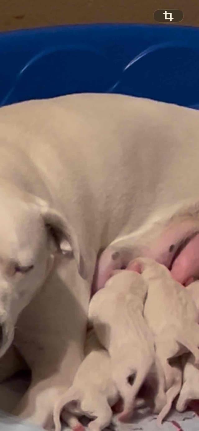 Dogo Argentino Puppies for sale laporte texas media 2