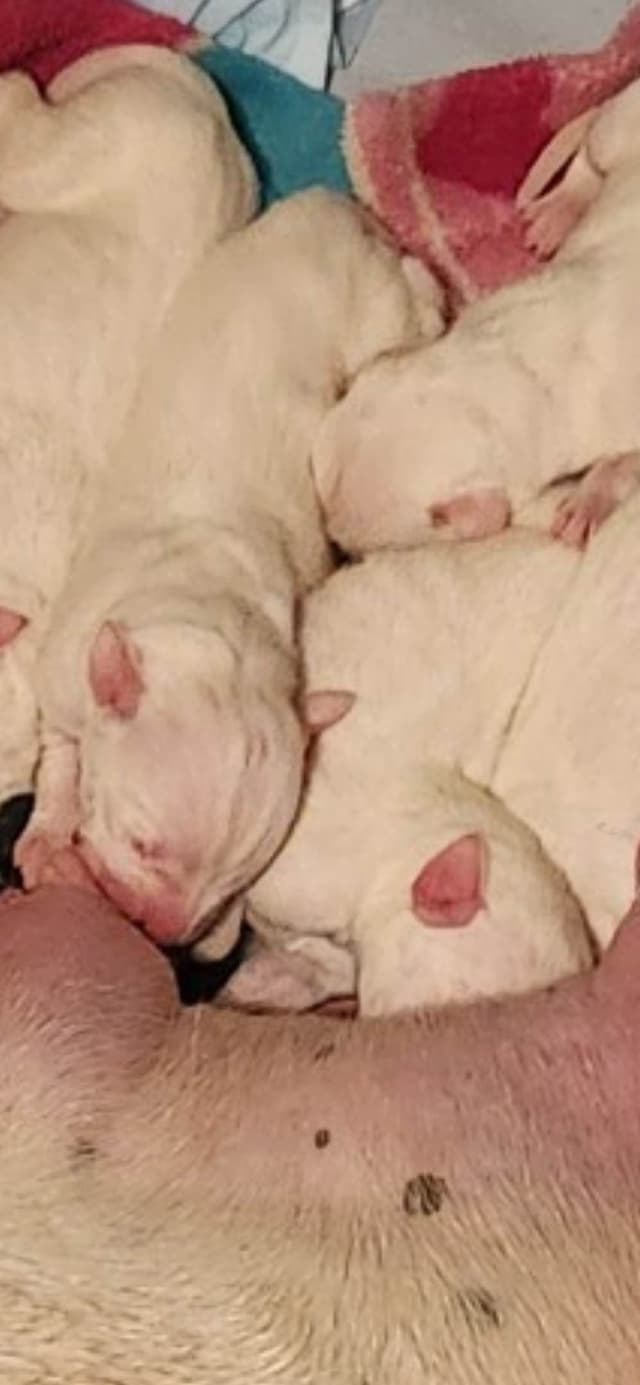 Dogo Argentino Puppies for sale laporte texas media 3