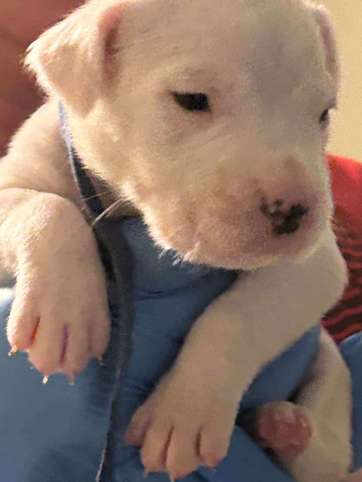 Dogo Argentino Puppies for sale laporte texas breeder image 3