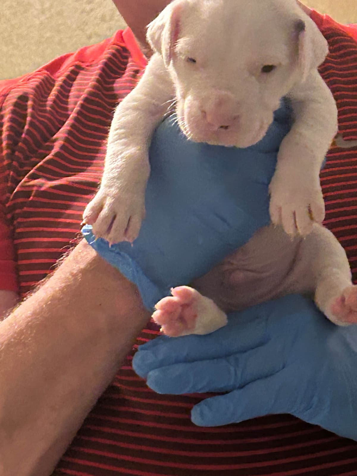 Dogo Argentino Puppies for sale laporte texas breeder image 7