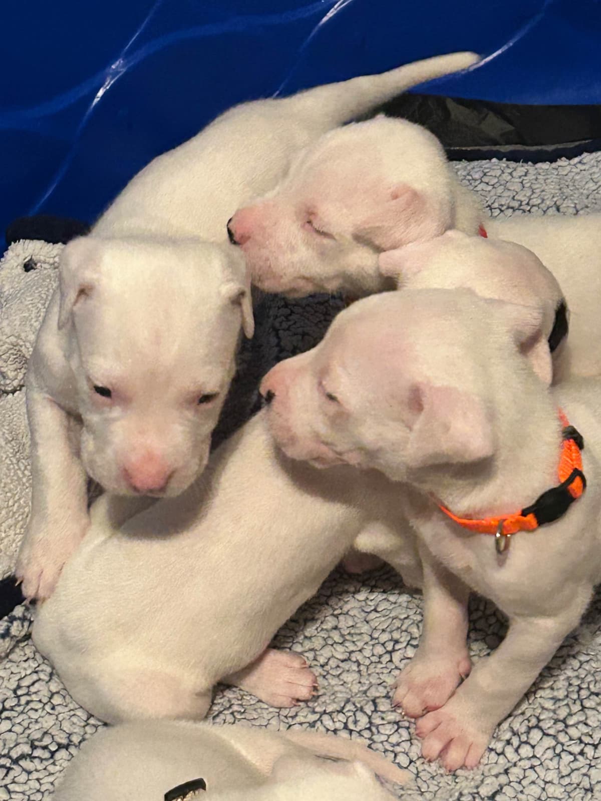 Dogo Argentino Puppies for sale laporte texas breeder image 6