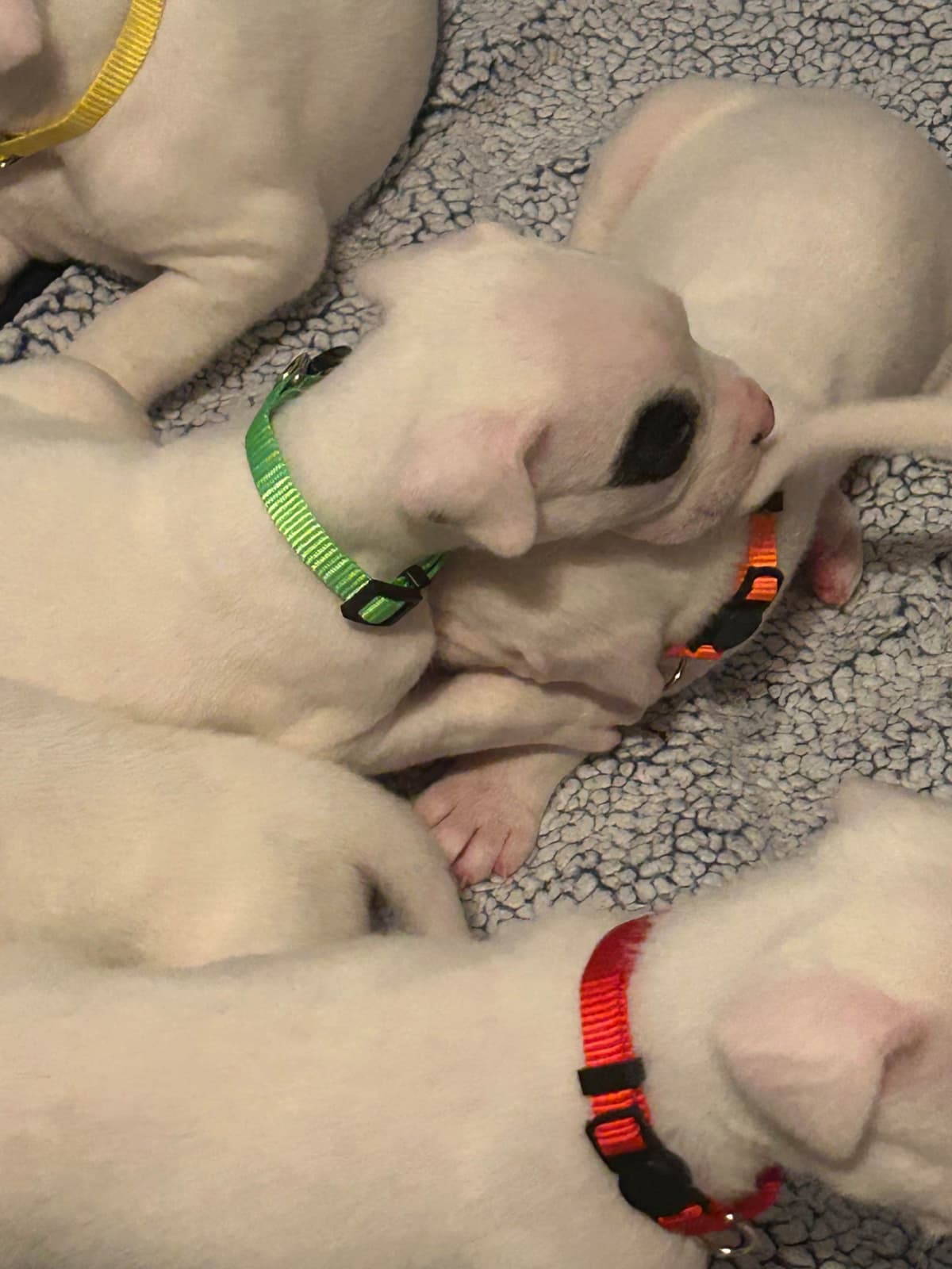 Dogo Argentino Puppies for sale laporte texas breeder image 5