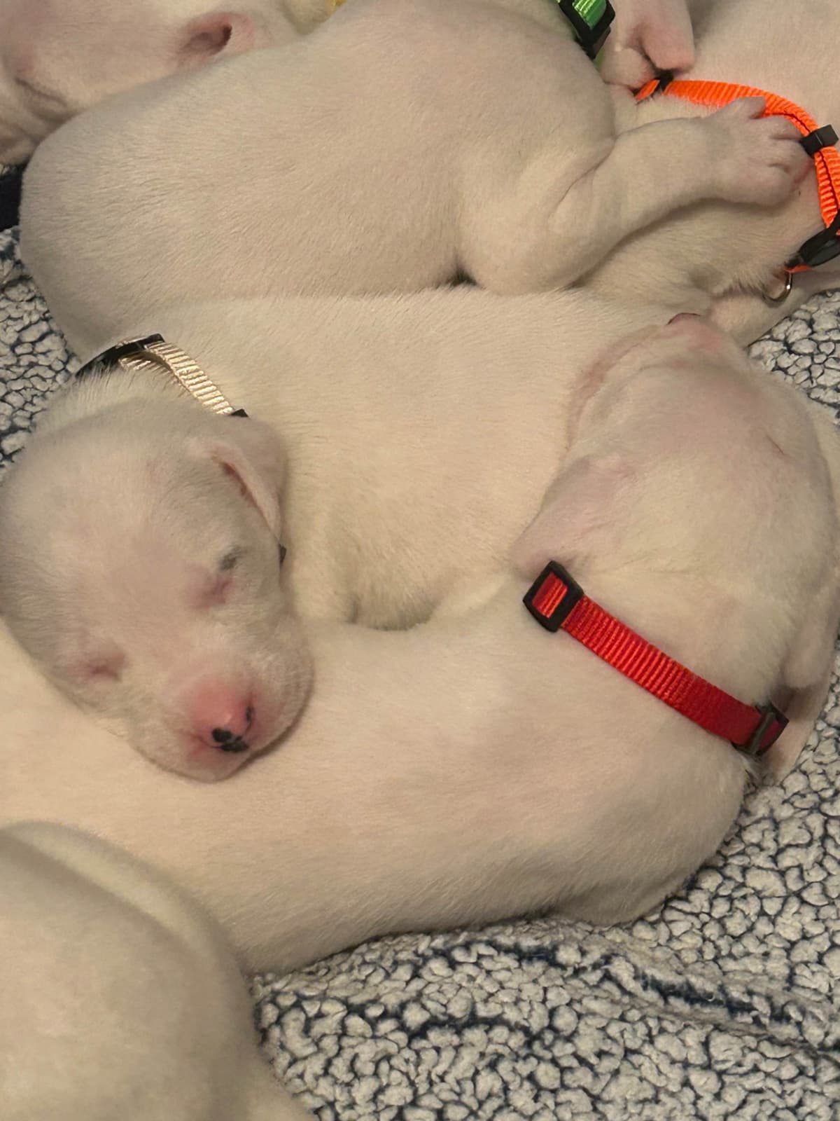 Dogo Argentino Puppies for sale laporte texas breeder image 8