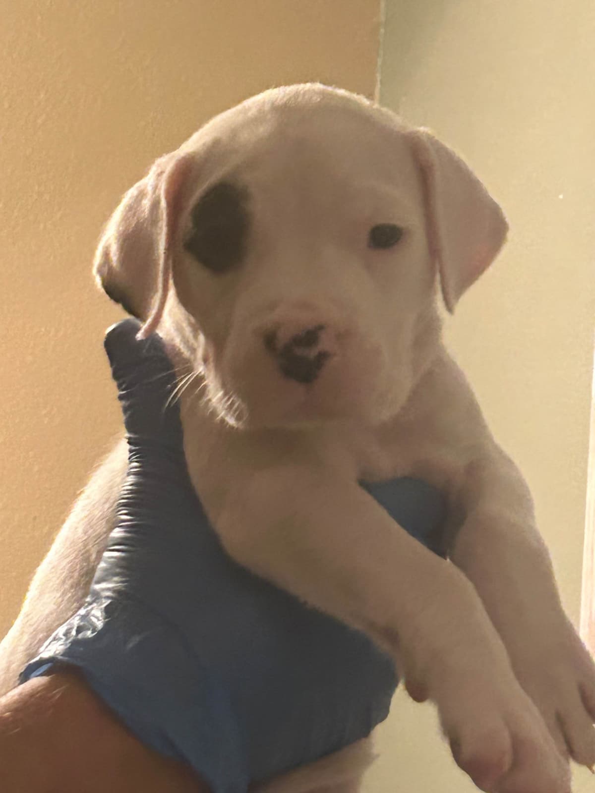 Dogo Argentino Puppies for sale laporte texas breeder image 9