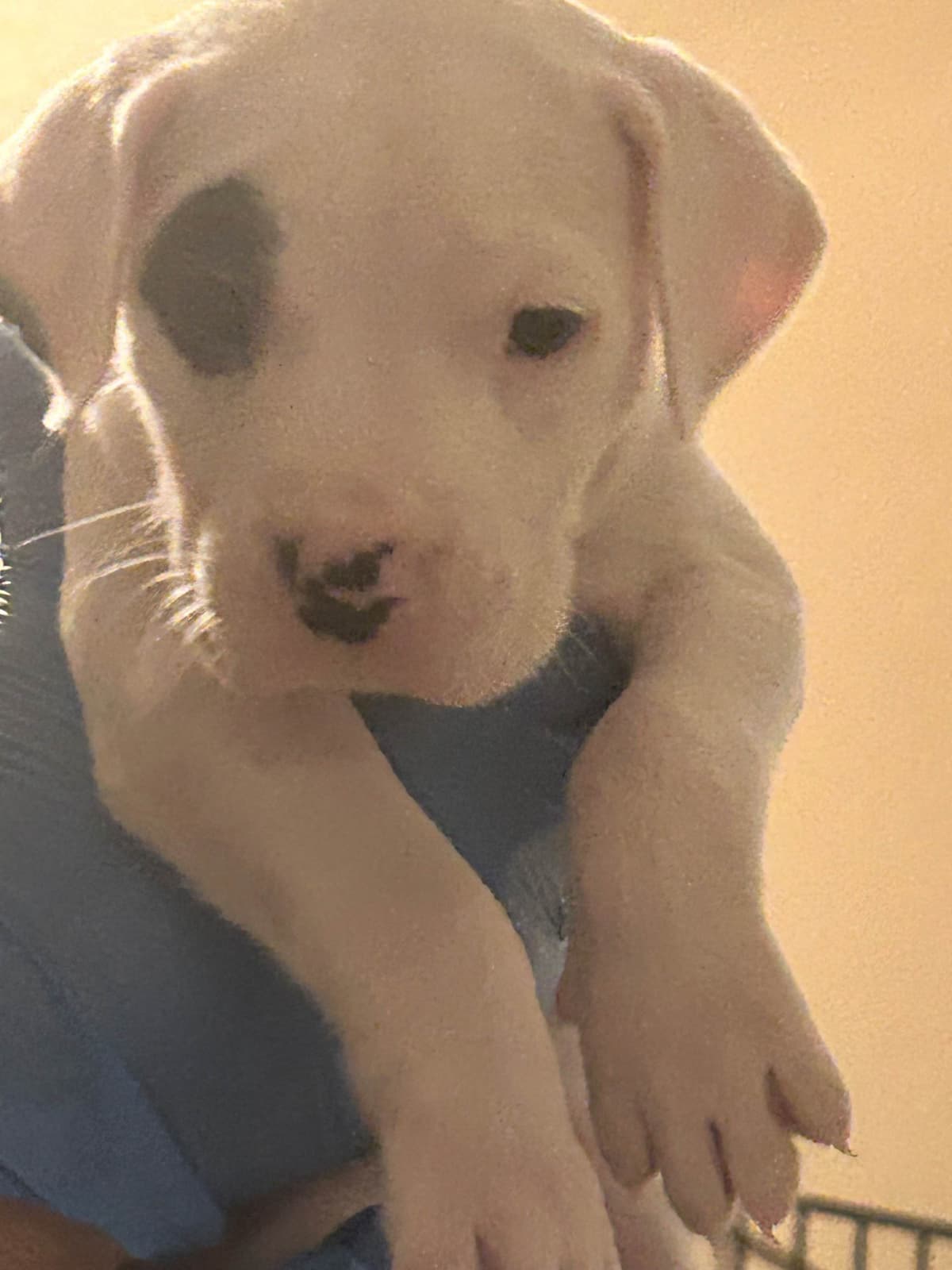 Dogo Argentino Puppies for sale laporte texas breeder image 10
