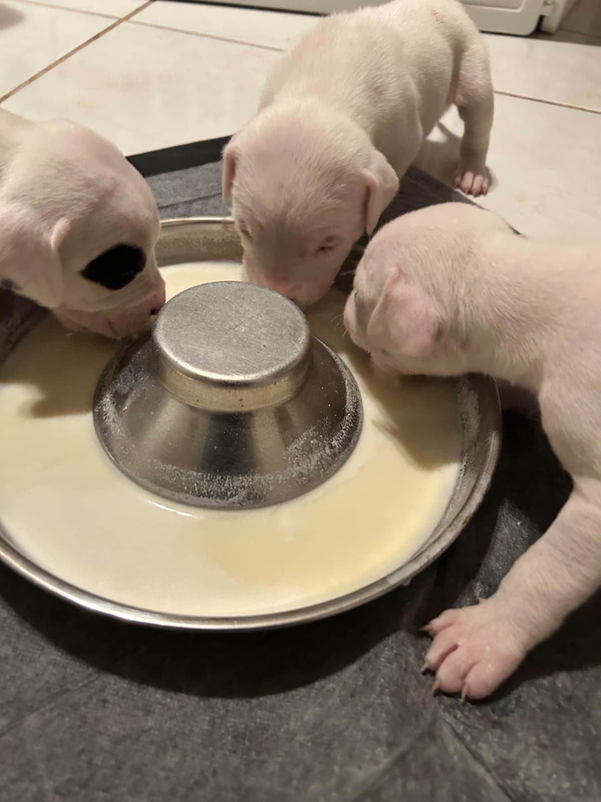 Dogo Argentino Puppies for sale laporte texas breeder image 12