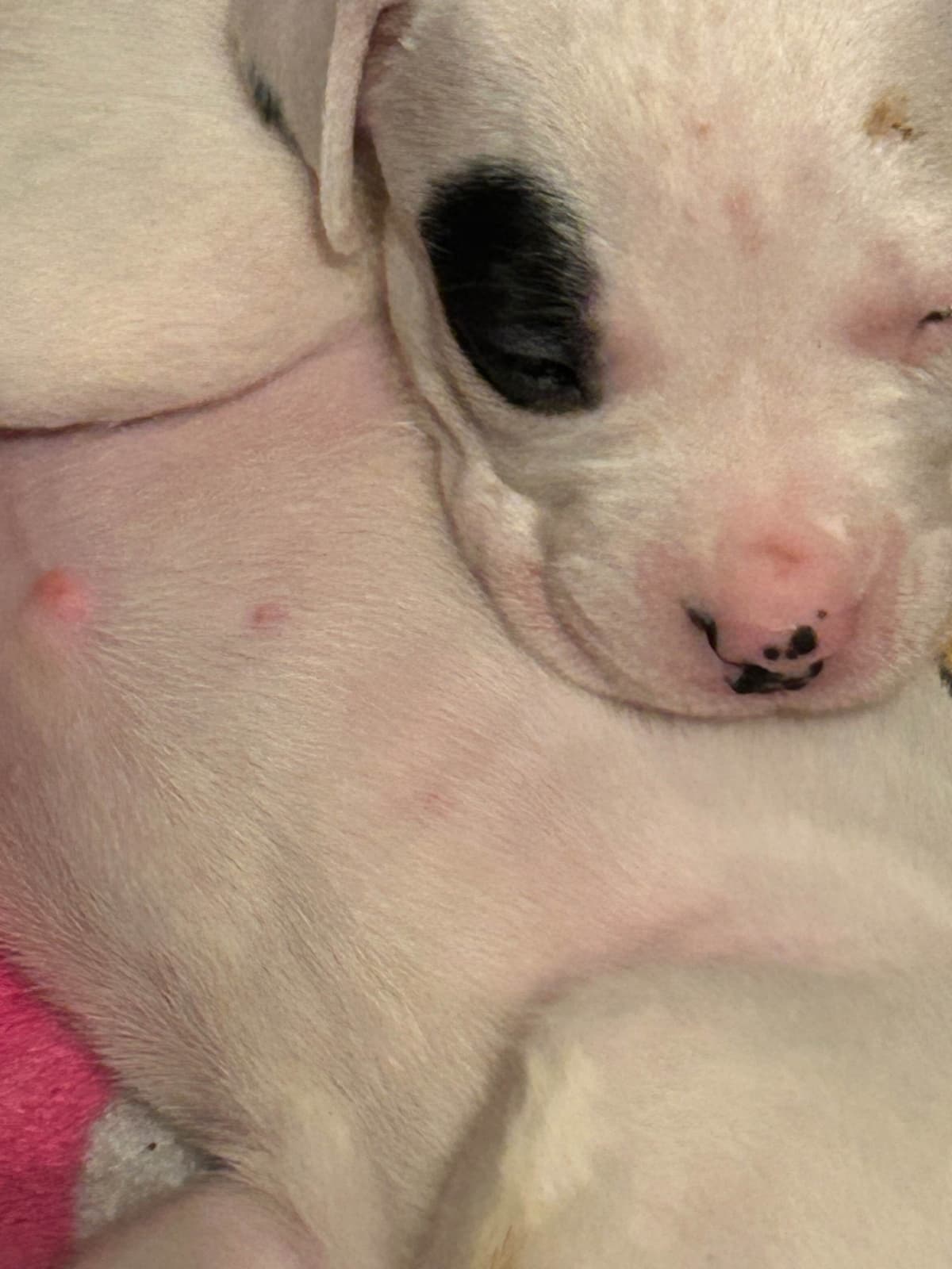 Dogo Argentino Puppies for sale laporte texas breeder image 11