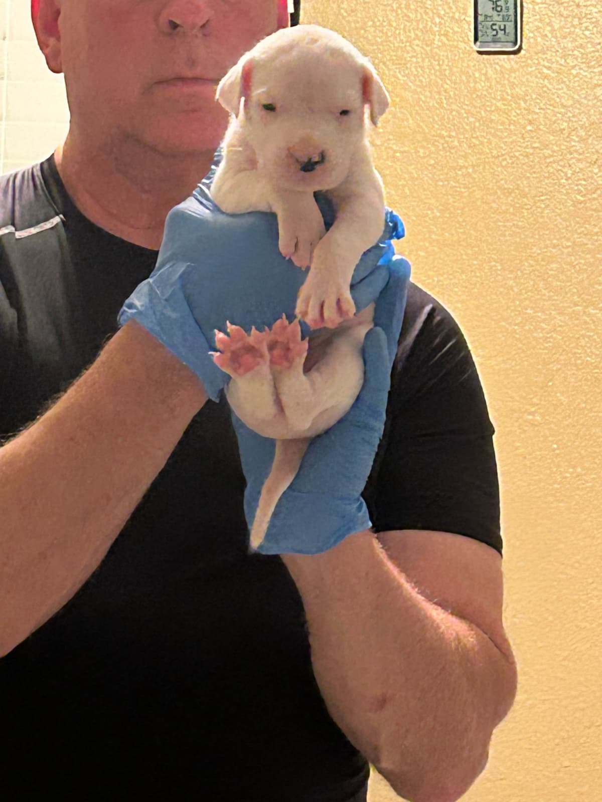 Dogo Argentino Puppies for sale laporte texas breeder image 13
