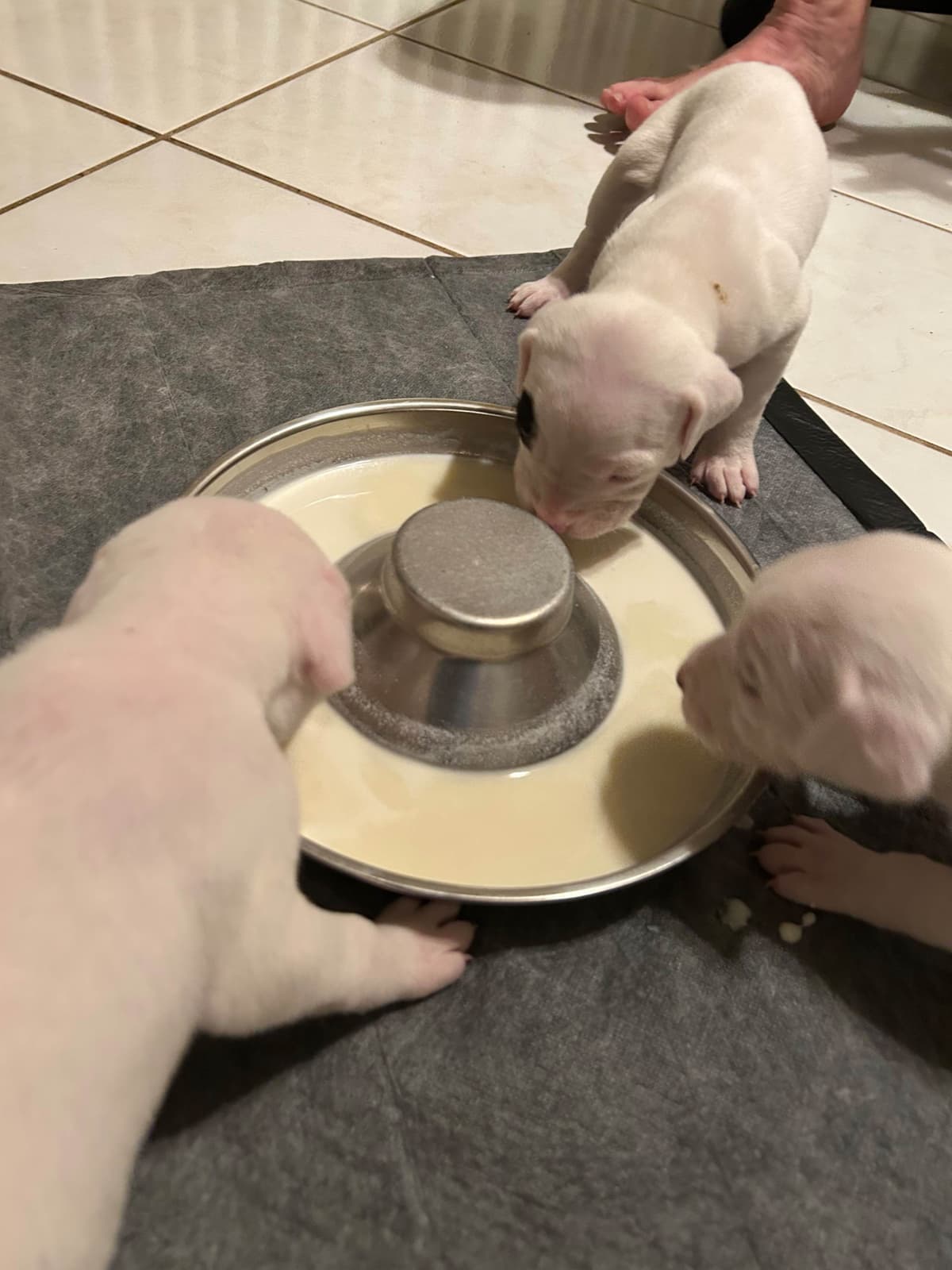 Dogo Argentino Puppies for sale laporte texas breeder image 14