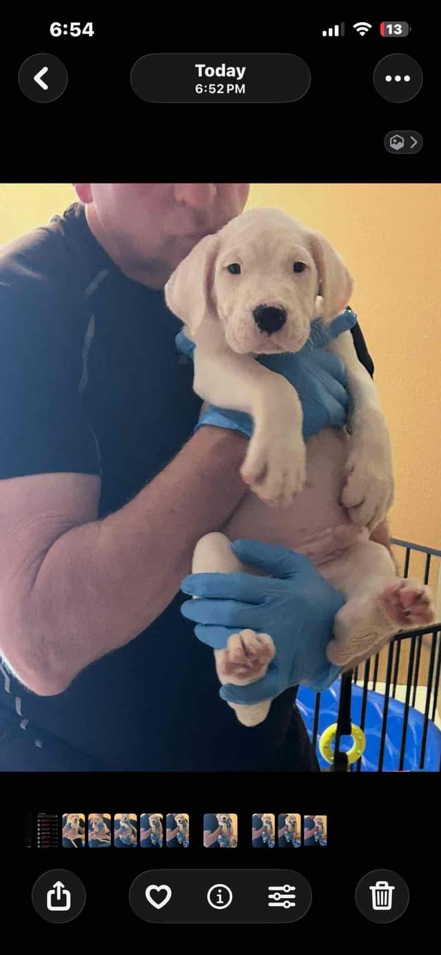 Dogo Argentino Puppies for sale laporte texas media 4
