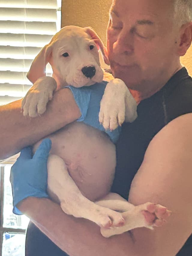 Dogo Argentino Puppies for sale laporte texas media 5