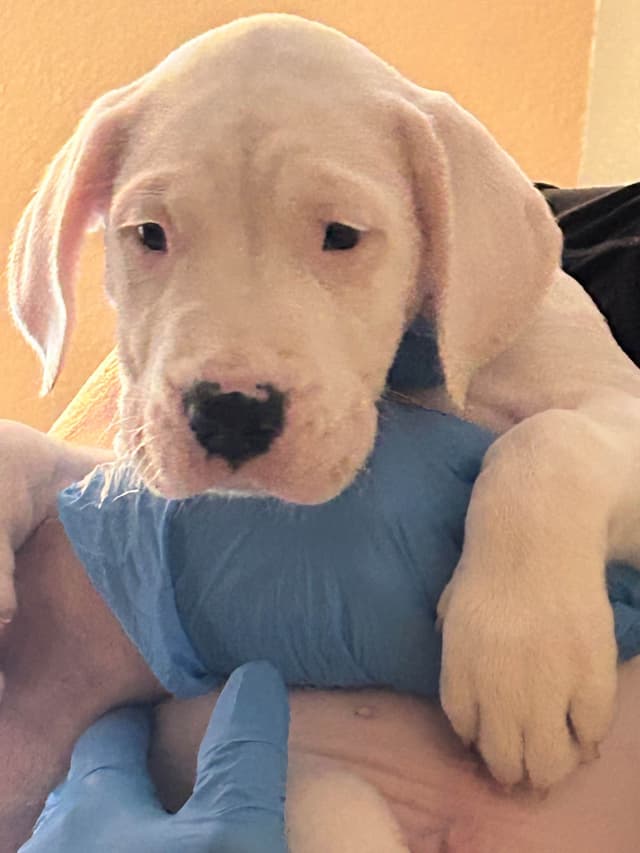 Dogo Argentino Puppies for sale laporte texas media 6