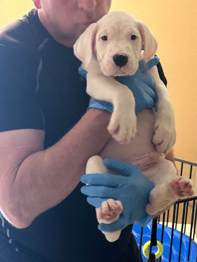 Dogo Argentino Puppies for sale laporte texas media 7