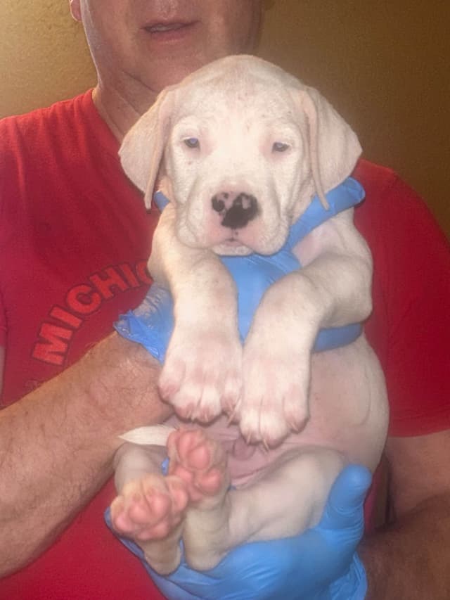 Dogo Argentino Puppies for sale laporte texas media 8