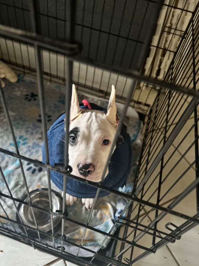 Dogo Argentino Puppies for sale laporte texas media 9