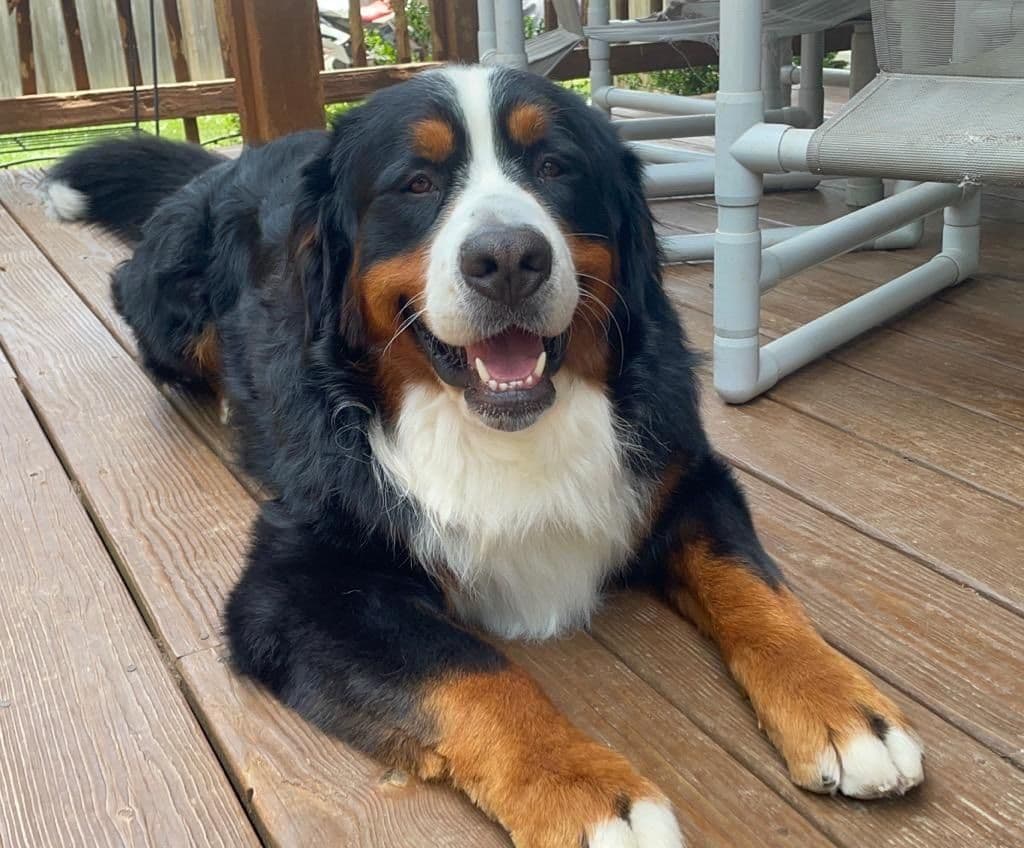 Bernese Mountain Dog Puppies call 1-631-767-2082 for more info breeder image 5