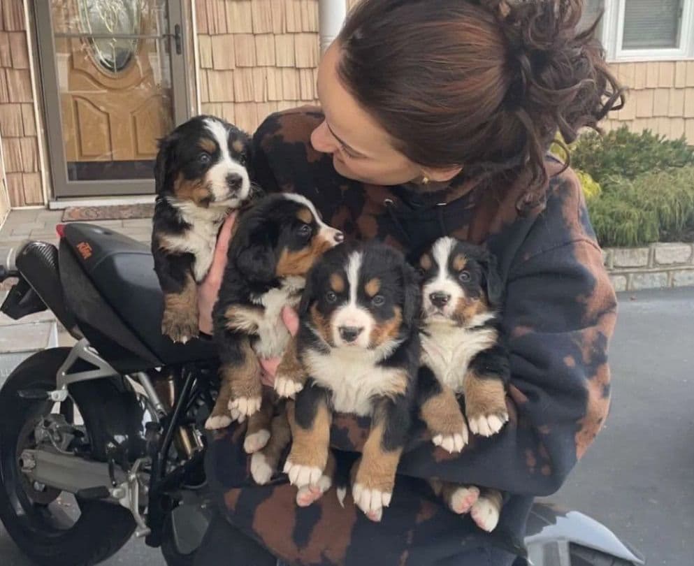 Bernese Mountain Dog Puppies call 1-631-767-2082 for more info breeder image 6