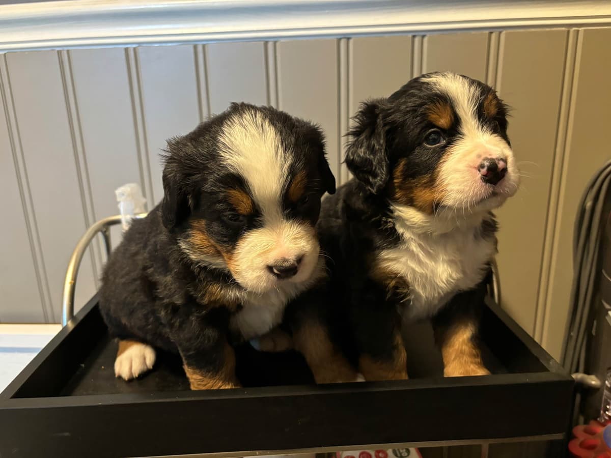 Bernese Mountain Dog Puppies call 1-631-767-2082 for more info breeder image 8