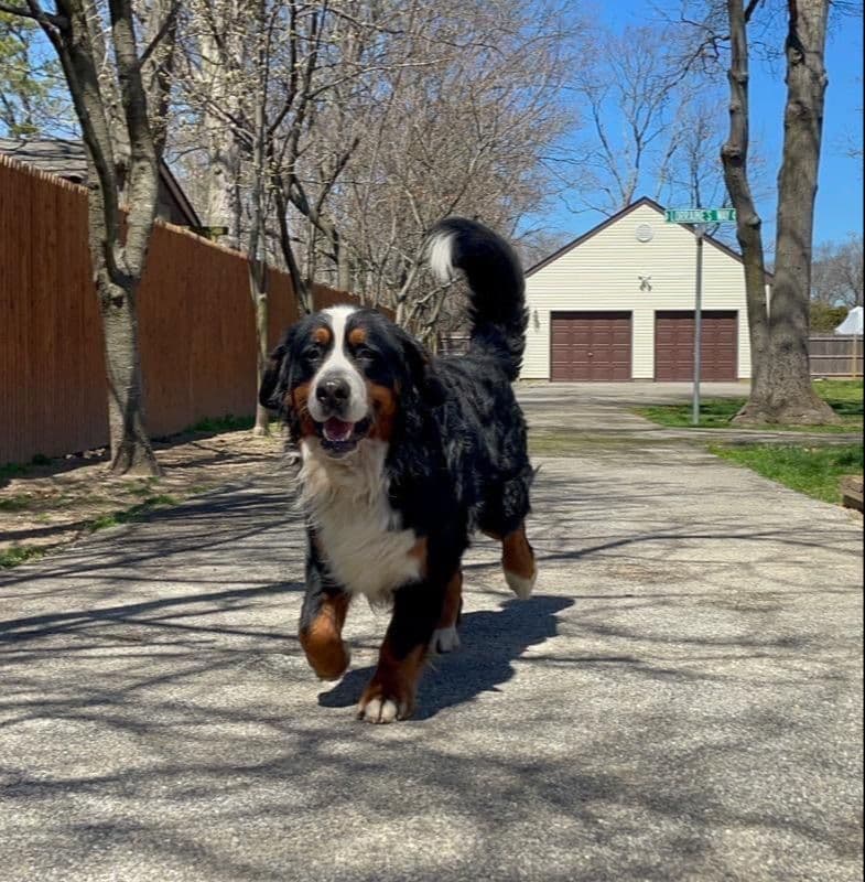 Bernese Mountain Dog Puppies call 1-631-767-2082 for more info breeder image 10