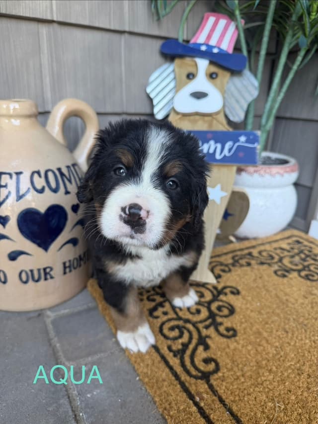 Bernese Mountain Dog Puppies call 1-631-767-2082 for more info media 3