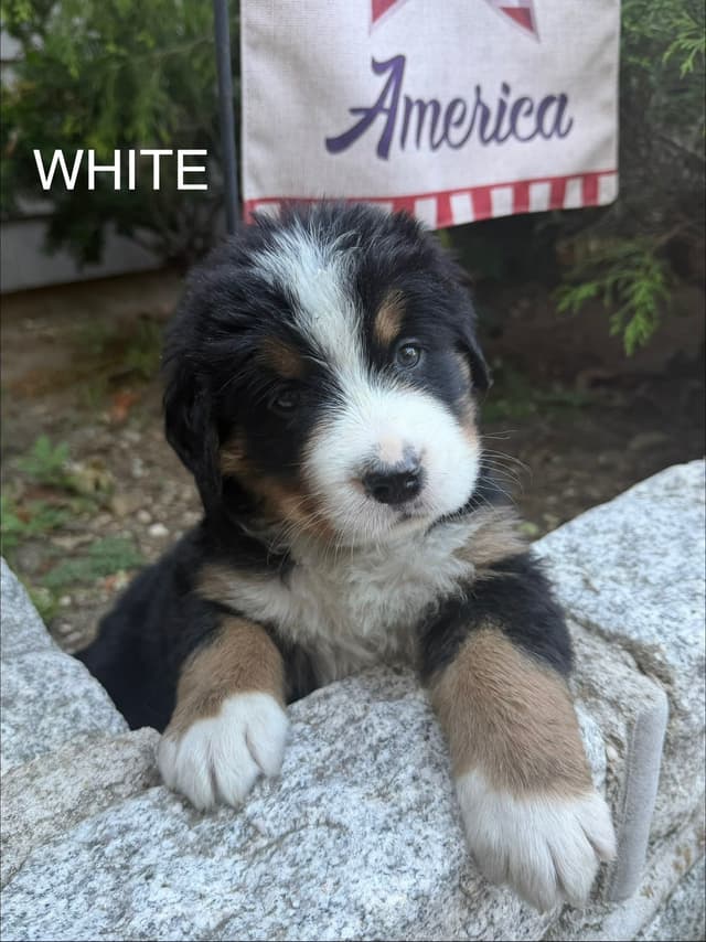 Bernese Mountain Dog Puppies call 1-631-767-2082 for more info media 6