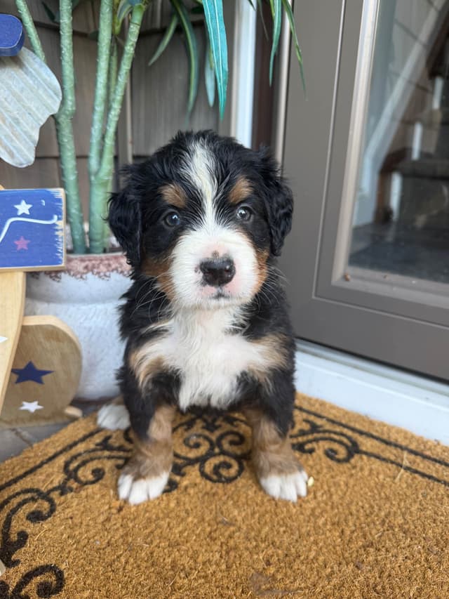 Bernese Mountain Dog Puppies call 1-631-767-2082 for more info media 8