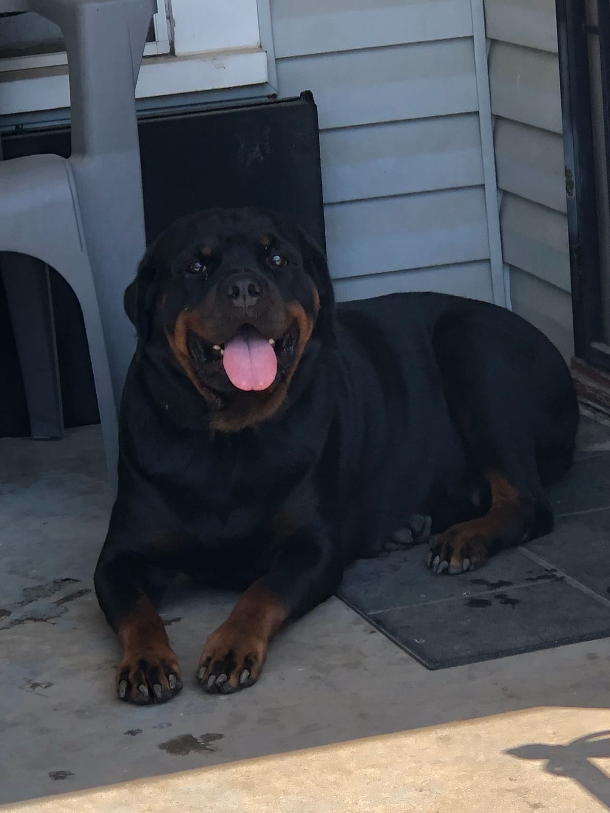 Rottweiler Puppies breeder image 2