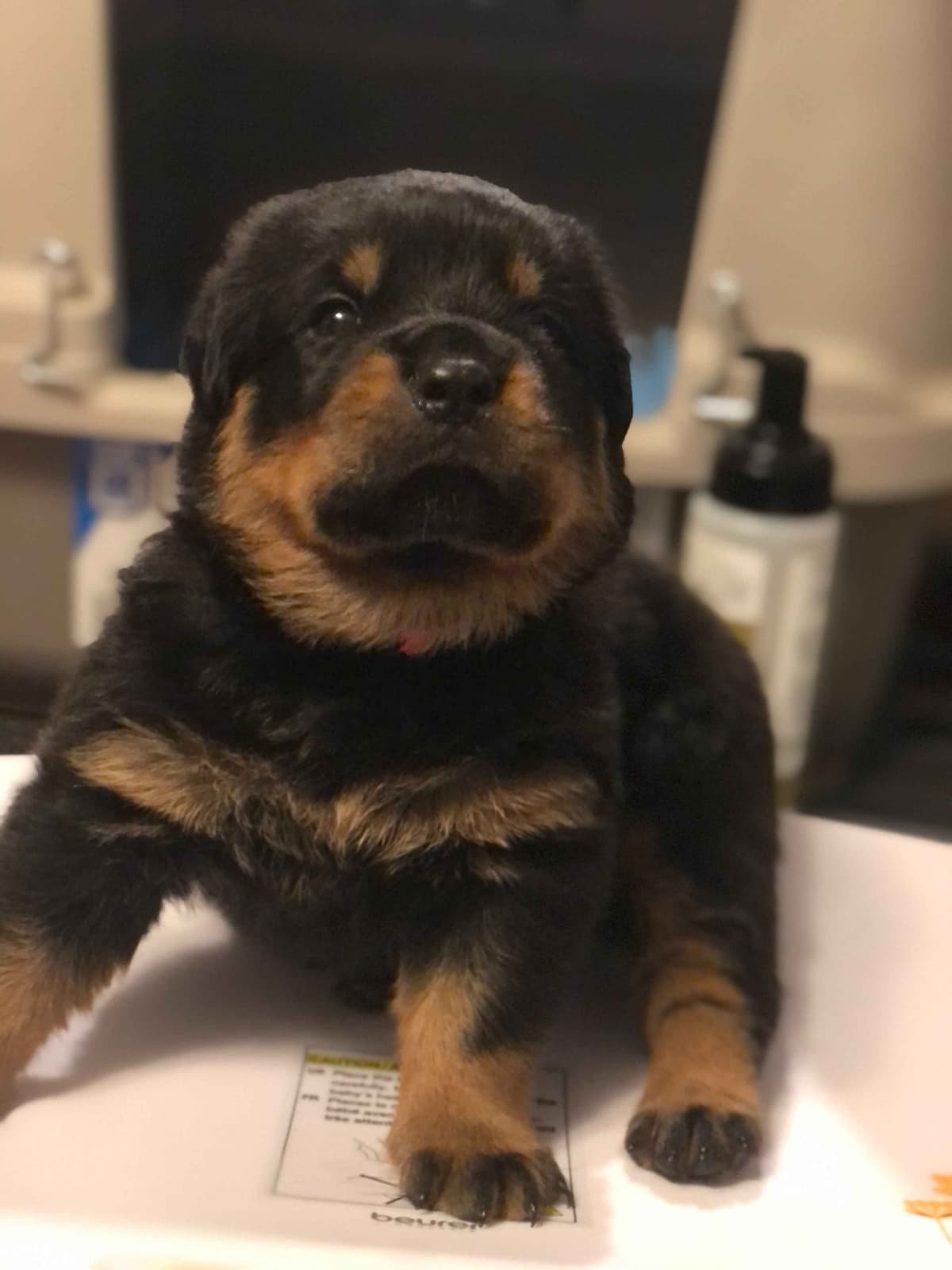 Rottweiler Puppies breeder image 4