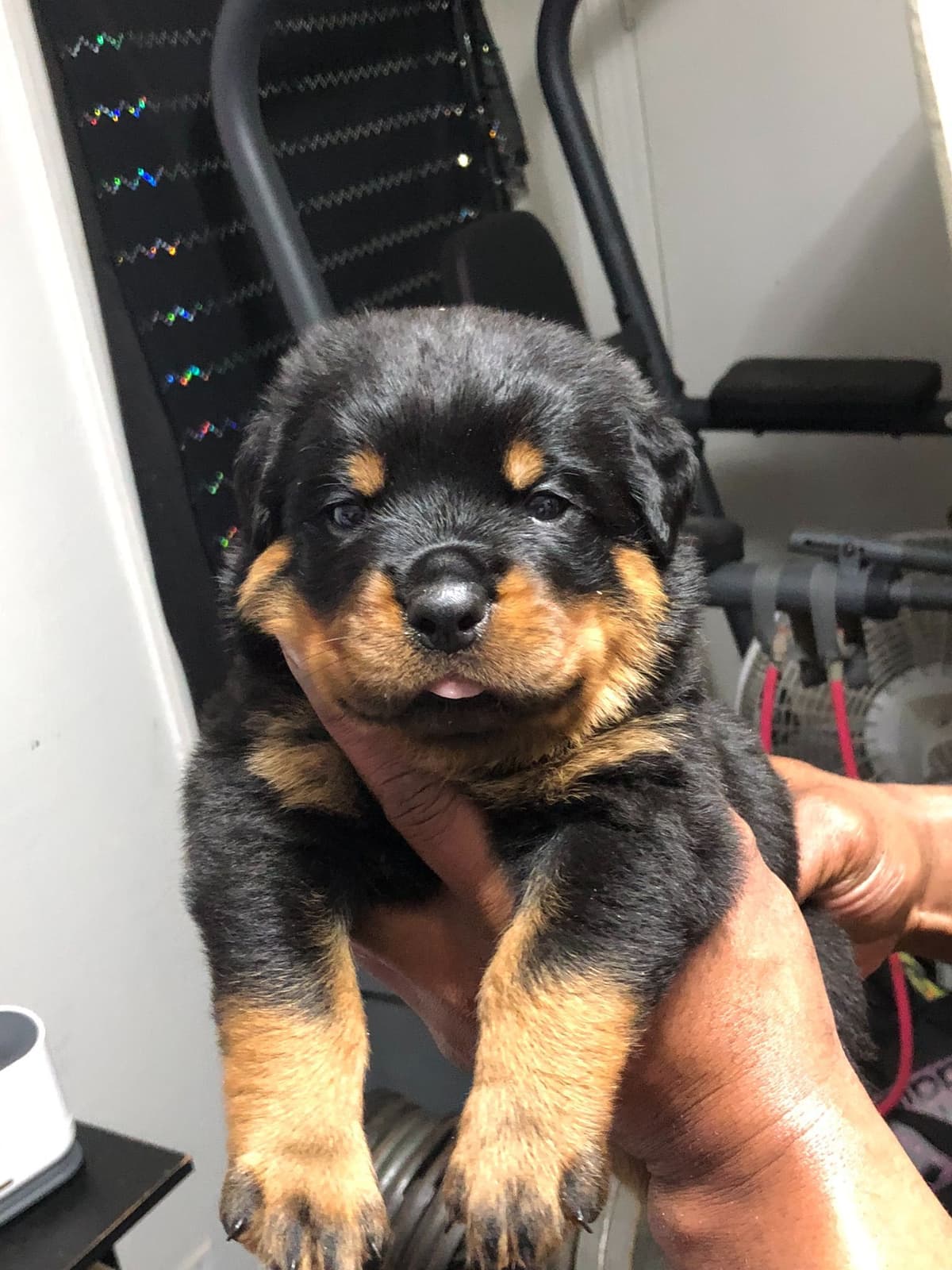 Rottweiler Puppies breeder image 5