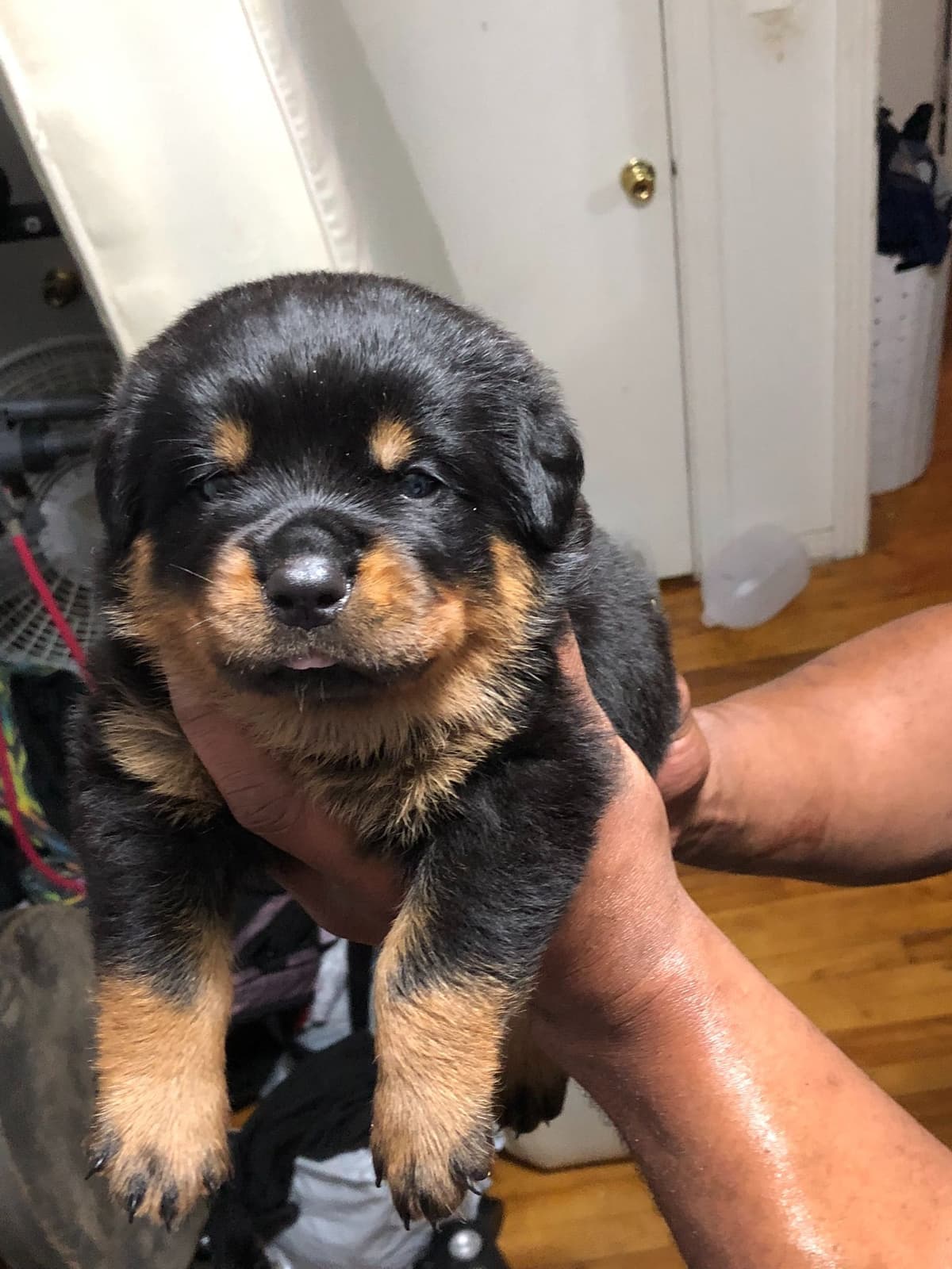 Rottweiler Puppies breeder image 6