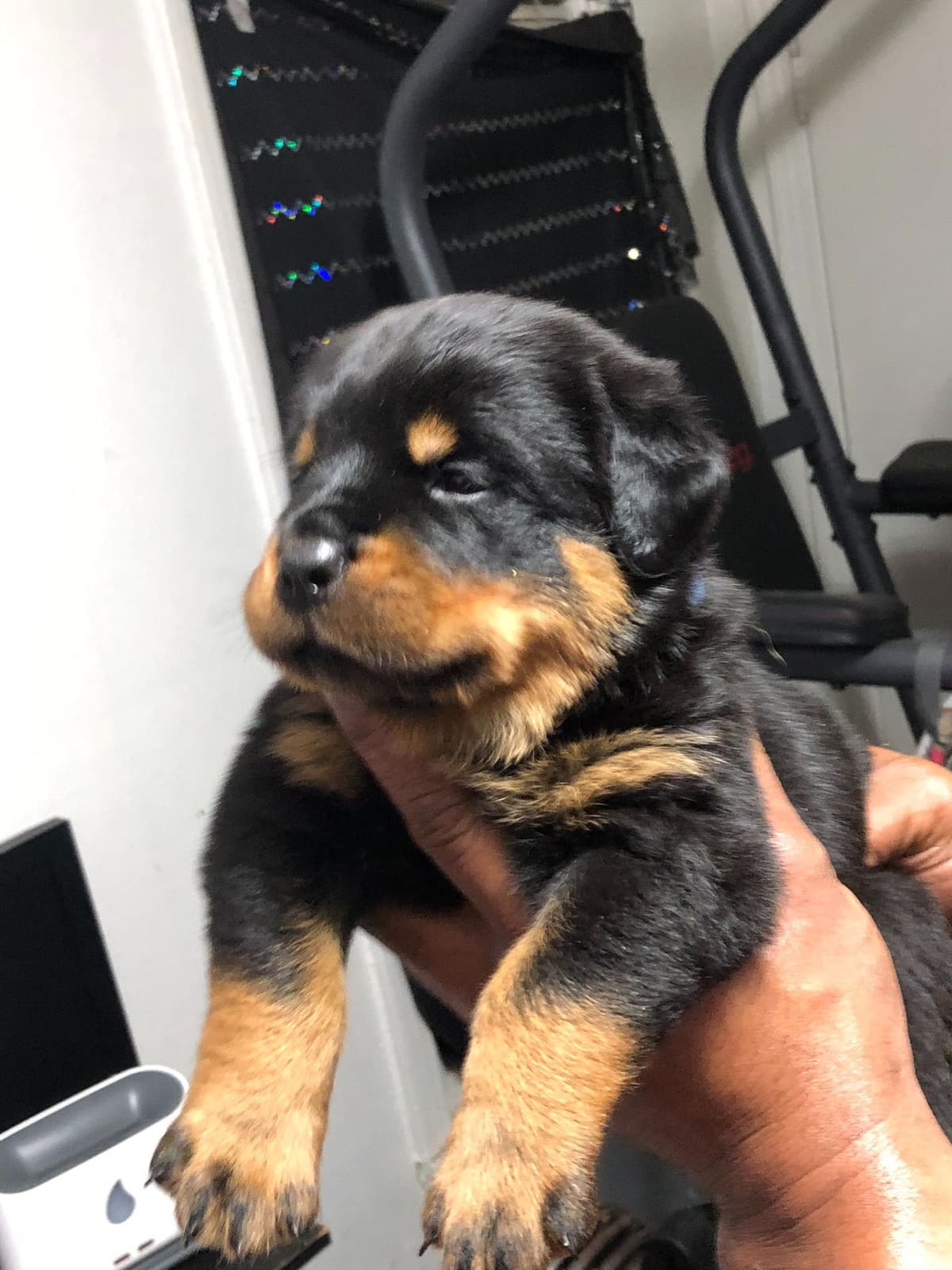 Rottweiler Puppies breeder image 7