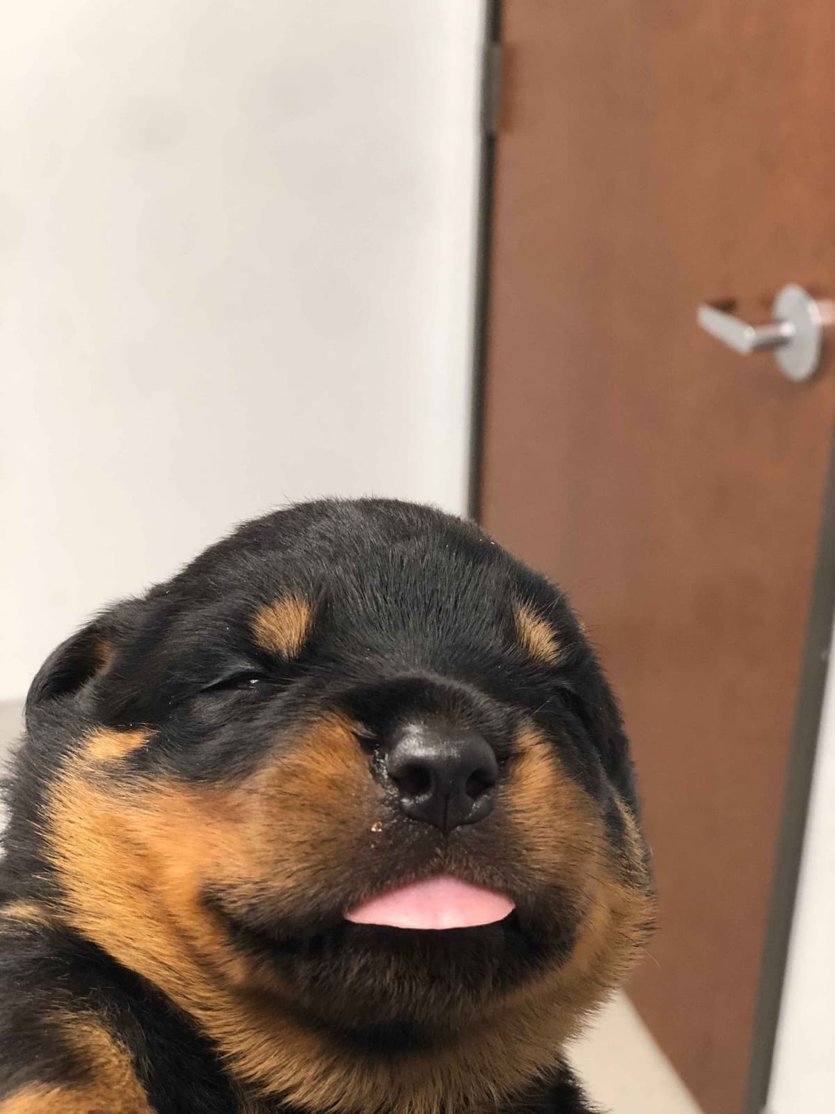 Rottweiler Puppies breeder image 8