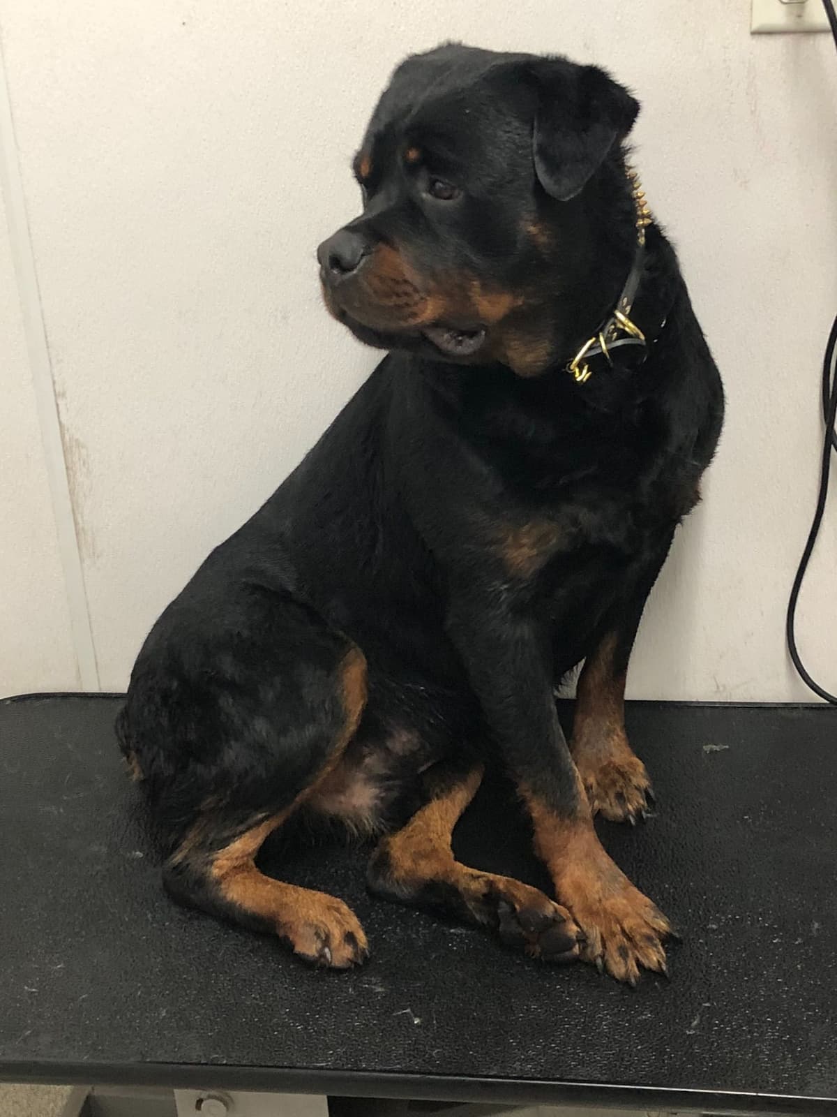 Rottweiler Puppies breeder image 9