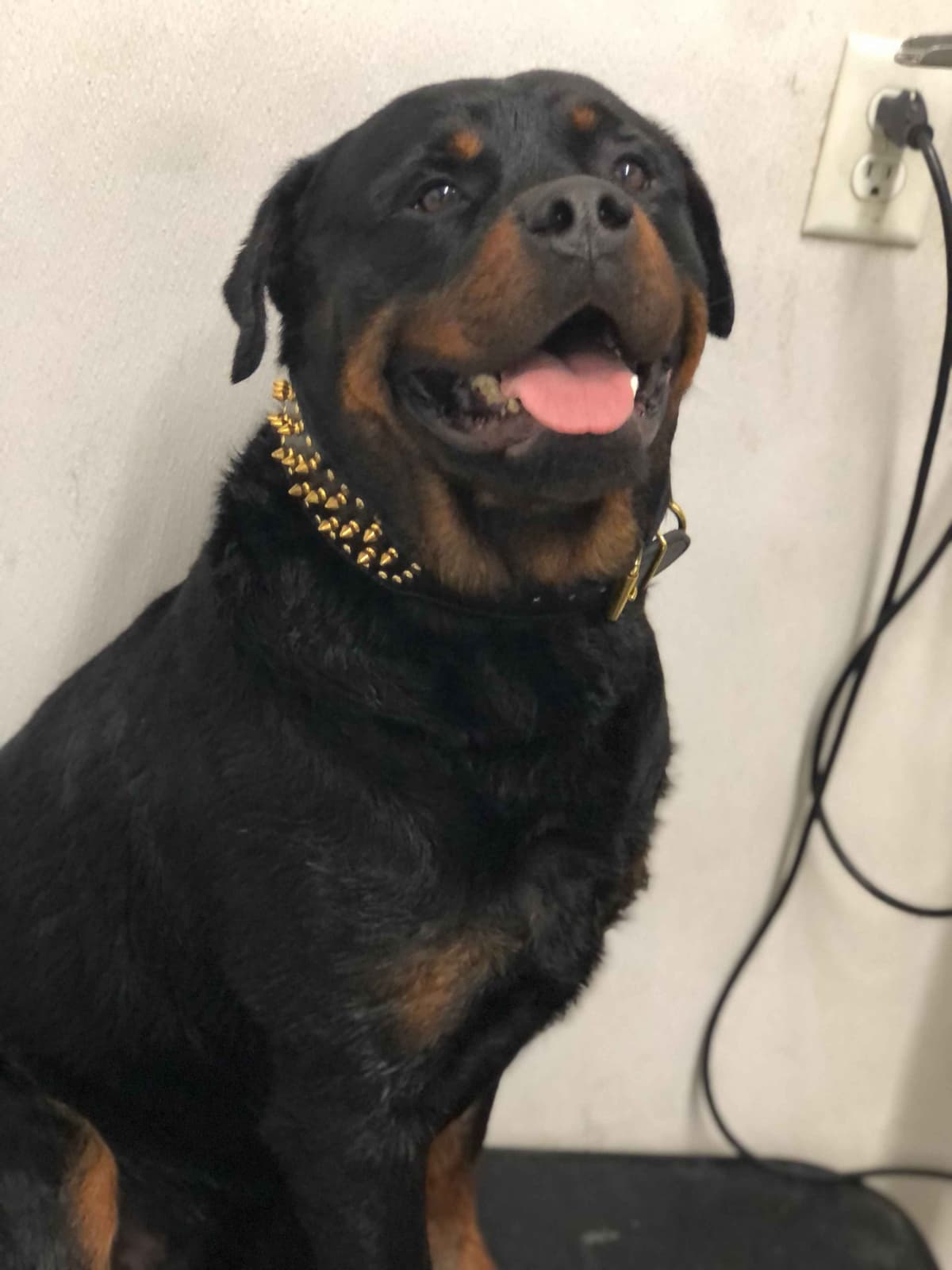 Rottweiler Puppies breeder image 10