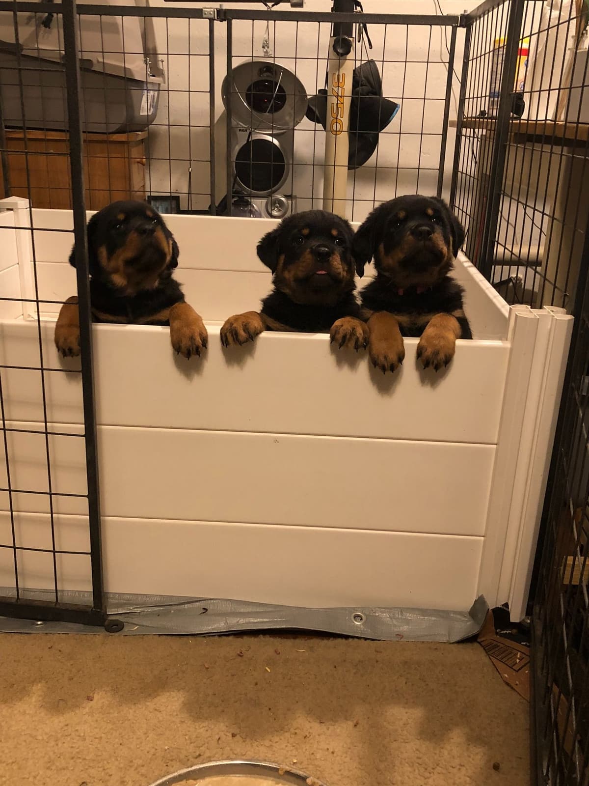 Rottweiler Puppies breeder image 11
