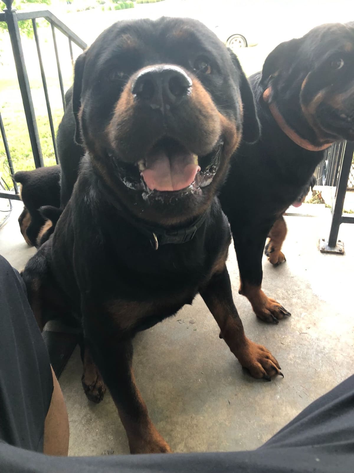 Rottweiler Puppies breeder image 12