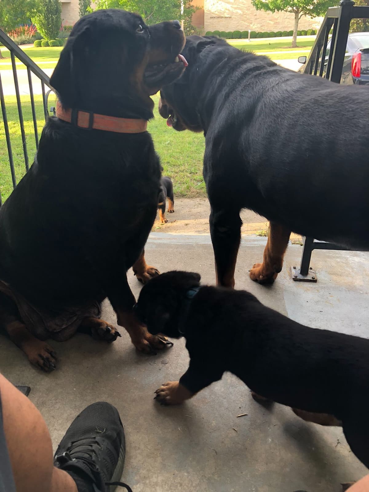 Rottweiler Puppies breeder image 13