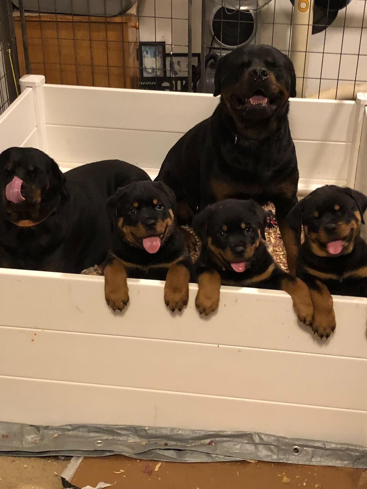 Rottweiler Puppies breeder image 14