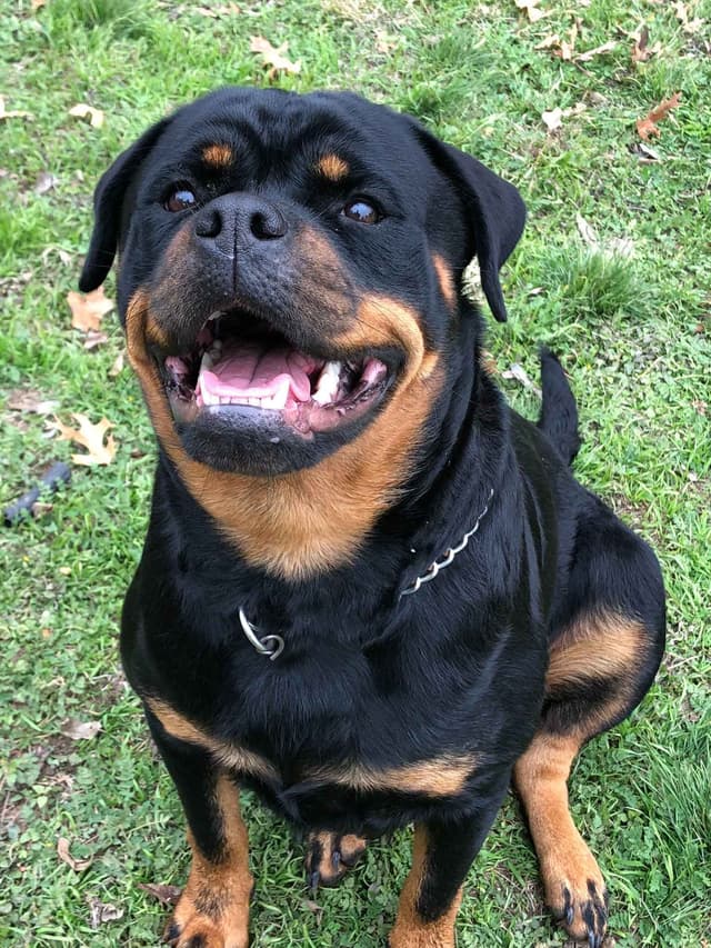 Rottweiler Puppies media 2