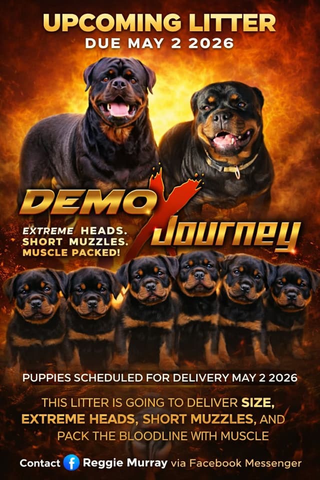 Rottweiler Puppies media 3
