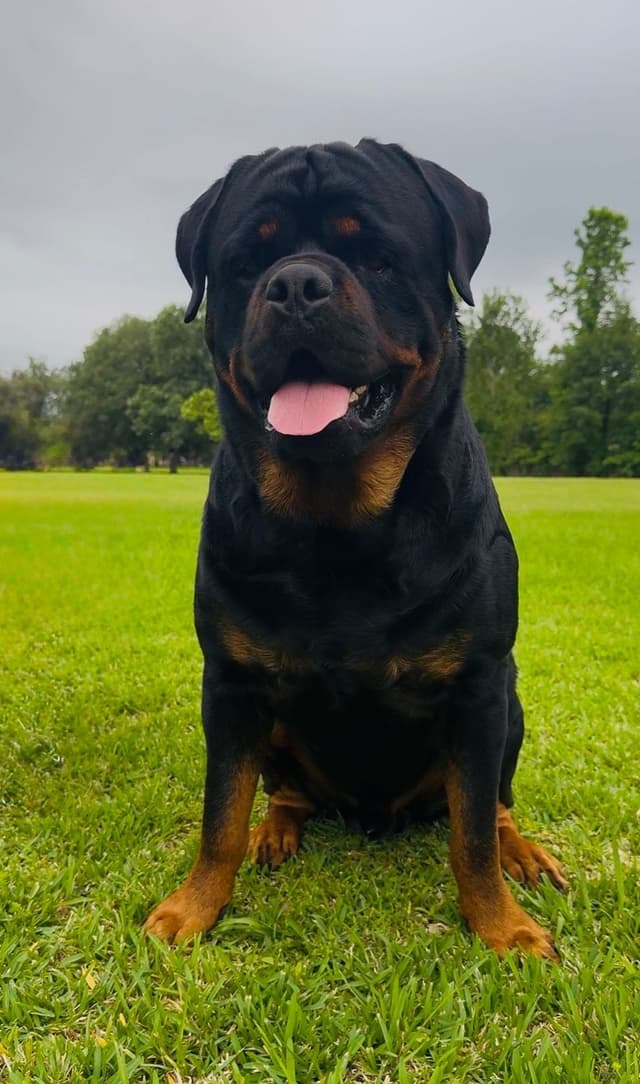 Rottweiler Puppies media 4