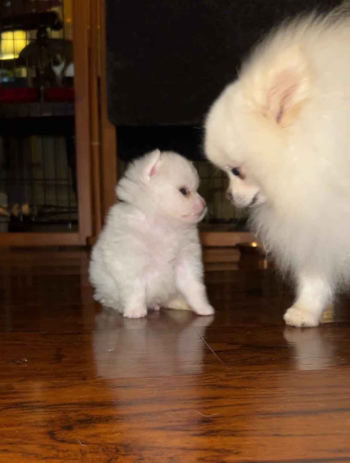 Pomeranian Puppies breeder image 4