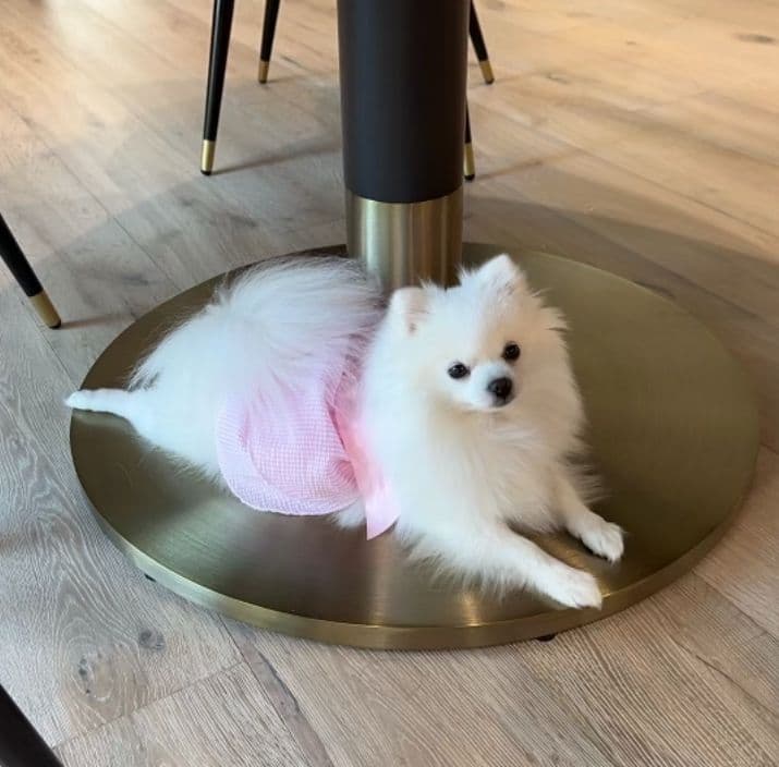 Pomeranian Puppies breeder image 3