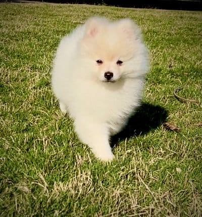 Pomeranian Puppies breeder image 7