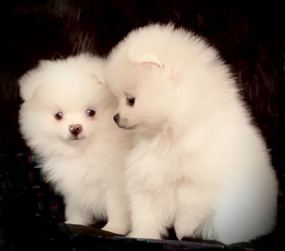 Pomeranian Puppies breeder image 1
