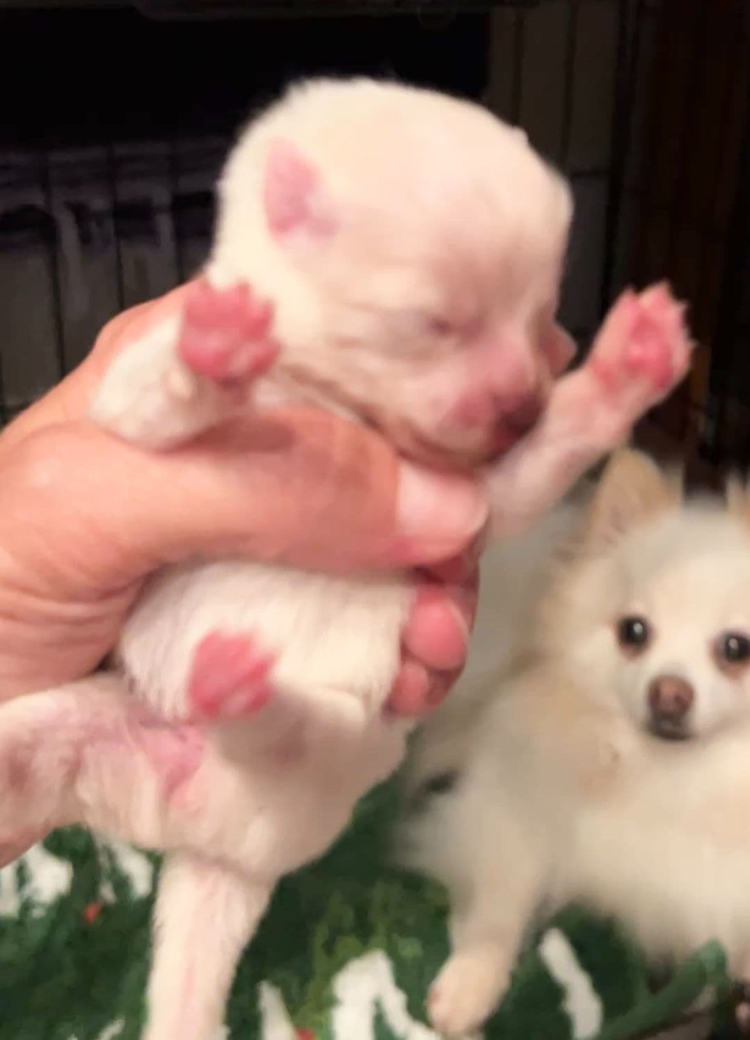 Pomeranian Puppies breeder image 8