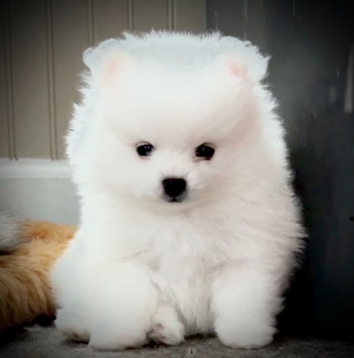 Pomeranian Puppies breeder image 9