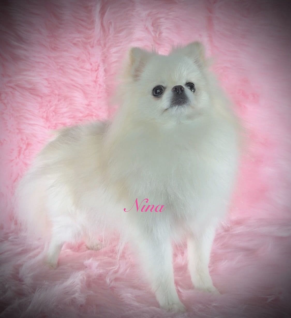 Pomeranian Puppies breeder image 10