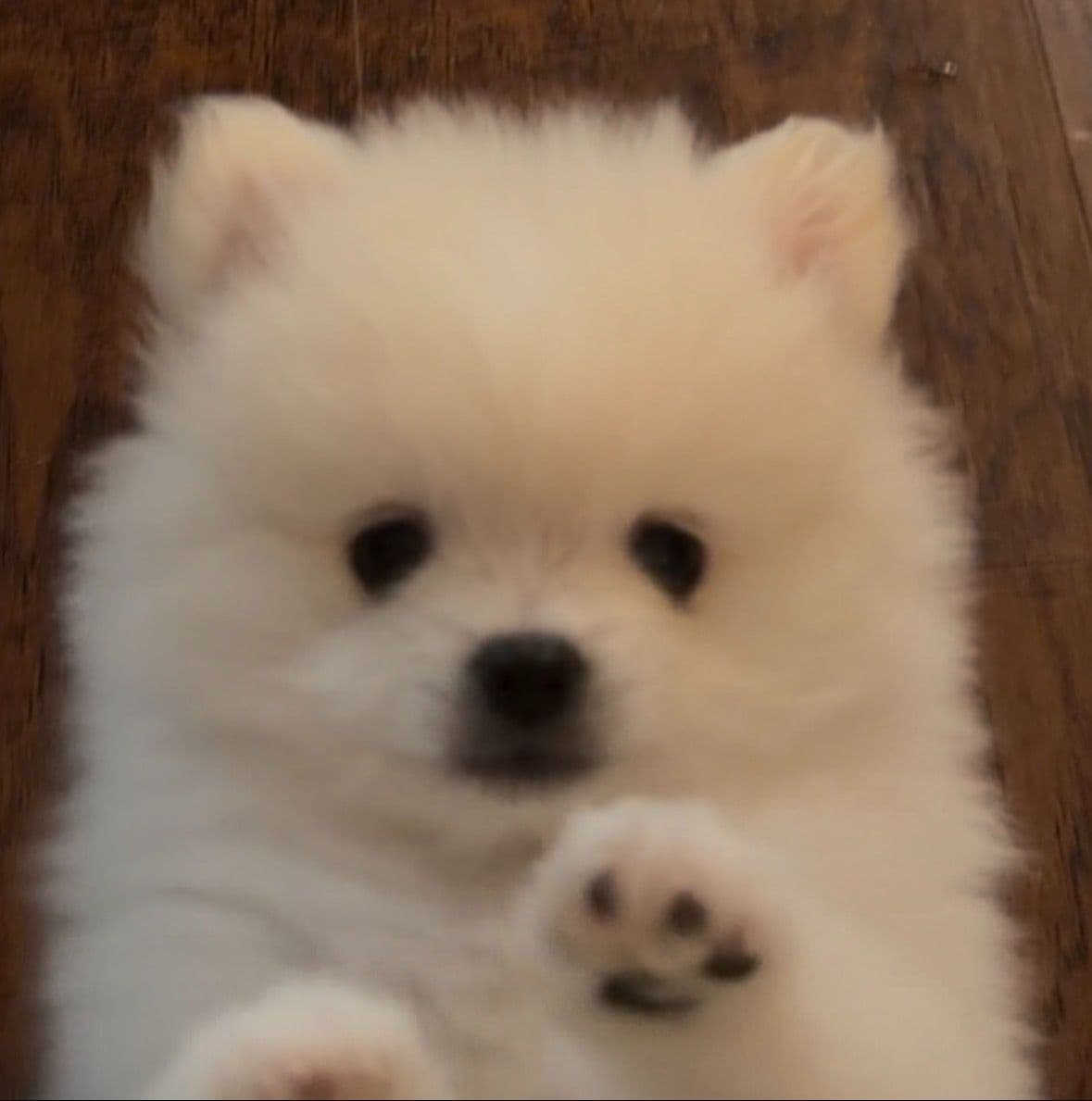Pomeranian Puppies breeder image 12