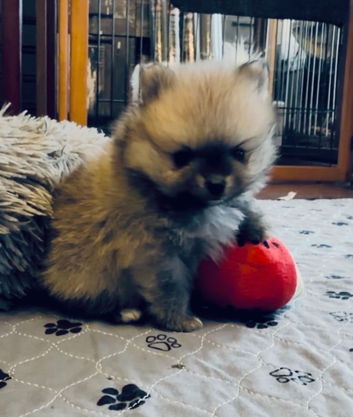 Pomeranian Puppies breeder image 13